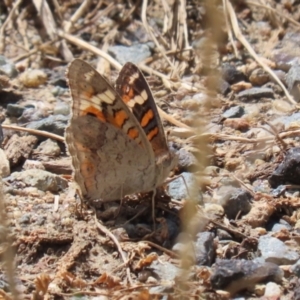 Junonia villida at Tharwa, ACT - 8 Feb 2024 12:20 PM