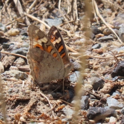 Junonia villida (Meadow Argus) at Tharwa, ACT - 8 Feb 2024 by RodDeb