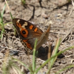 Junonia villida at Tharwa, ACT - 8 Feb 2024 12:20 PM