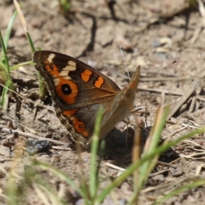 Junonia villida at Tharwa, ACT - 8 Feb 2024