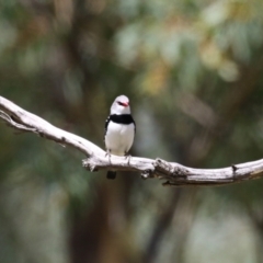 Stagonopleura guttata (Diamond Firetail) at Tharwa, ACT - 8 Feb 2024 by RodDeb