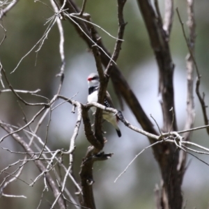 Stagonopleura guttata at Tharwa, ACT - 8 Feb 2024