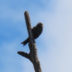 Artamus cyanopterus cyanopterus (Dusky Woodswallow) at Tharwa, ACT - 8 Feb 2024 by RodDeb