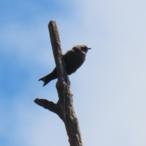 Artamus cyanopterus at Tharwa, ACT - 8 Feb 2024