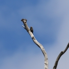 Artamus cyanopterus at Tharwa, ACT - 8 Feb 2024 12:41 PM