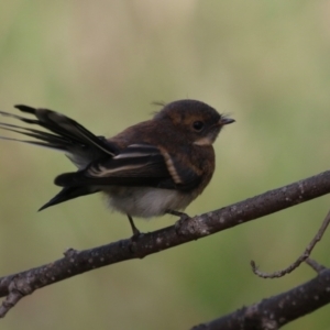 Rhipidura albiscapa at Tharwa, ACT - 8 Feb 2024