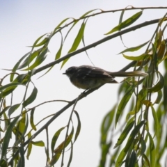 Rhipidura albiscapa at Tharwa, ACT - 8 Feb 2024