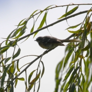 Rhipidura albiscapa at Tharwa, ACT - 8 Feb 2024