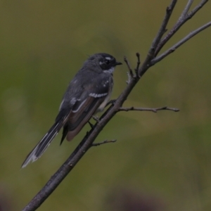 Rhipidura albiscapa at Tharwa, ACT - 8 Feb 2024