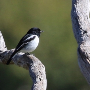 Melanodryas cucullata cucullata at Tharwa, ACT - suppressed