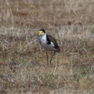 Vanellus miles at Tharwa, ACT - 8 Feb 2024