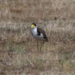 Vanellus miles (Masked Lapwing) at Tharwa, ACT - 8 Feb 2024 by RodDeb