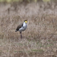 Vanellus miles at Tharwa, ACT - 8 Feb 2024