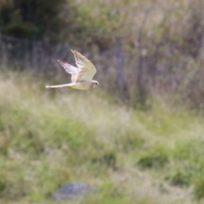 Falco cenchroides (Nankeen Kestrel) at Tharwa, ACT - 8 Feb 2024 by RodDeb