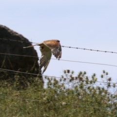 Falco cenchroides at Tharwa, ACT - 8 Feb 2024