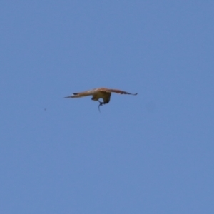 Falco cenchroides at Tharwa, ACT - 8 Feb 2024