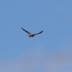 Falco cenchroides at Tharwa, ACT - 8 Feb 2024