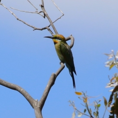 Merops ornatus (Rainbow Bee-eater) at Tharwa, ACT - 8 Feb 2024 by RodDeb