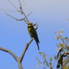 Merops ornatus at Tharwa, ACT - 8 Feb 2024