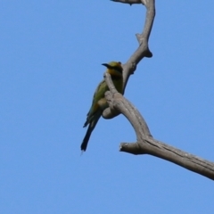 Merops ornatus at Tharwa, ACT - 8 Feb 2024