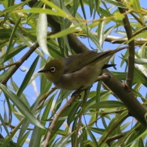 Zosterops lateralis at Tharwa, ACT - 8 Feb 2024 11:41 AM