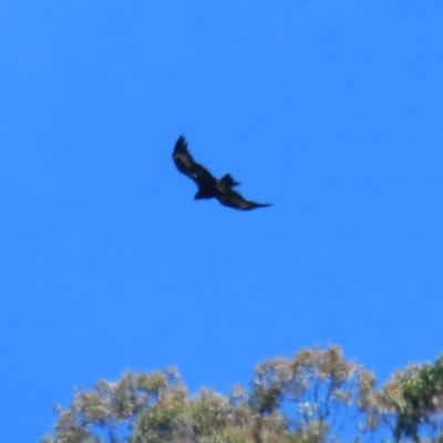 Aquila audax (Wedge-tailed Eagle) at Tharwa, ACT - 8 Feb 2024 by RodDeb