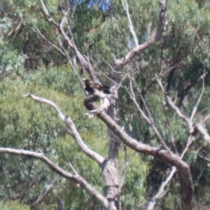 Aquila audax at Tharwa, ACT - 8 Feb 2024 11:25 AM