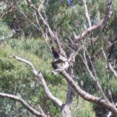 Aquila audax at Tharwa, ACT - 8 Feb 2024 11:25 AM