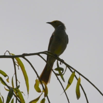 Ptilotula penicillata (White-plumed Honeyeater) at Tharwa, ACT - 8 Feb 2024 by RodDeb