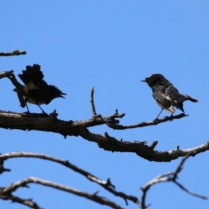 Rhipidura leucophrys at Tharwa, ACT - 8 Feb 2024