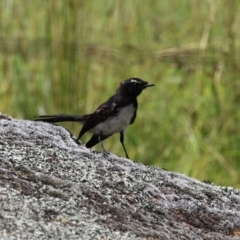 Rhipidura leucophrys at Tharwa, ACT - 8 Feb 2024