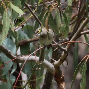 Caligavis chrysops at Tharwa, ACT - 8 Feb 2024