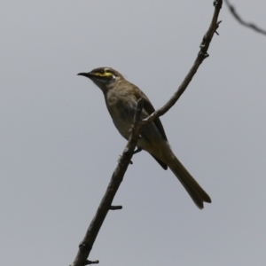 Caligavis chrysops at Tharwa, ACT - 8 Feb 2024