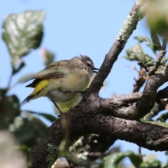 Acanthiza chrysorrhoa (Yellow-rumped Thornbill) at Tharwa, ACT - 8 Feb 2024 by RodDeb