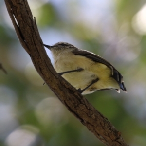 Acanthiza chrysorrhoa at Tharwa, ACT - 8 Feb 2024