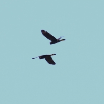 Zanda funerea (Yellow-tailed Black-Cockatoo) at Tharwa, ACT - 8 Feb 2024 by RodDeb