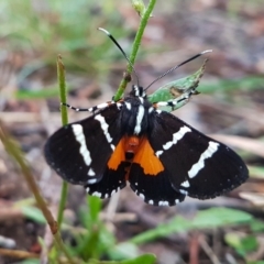 Hecatesia fenestrata (Common Whistling Moth) at Penrose - 7 Feb 2024 by Aussiegall