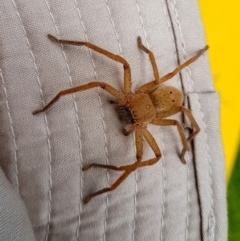 Neosparassus sp. (genus) (Badge huntsman) at Penrose, NSW - 3 Feb 2024 by Aussiegall