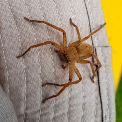 Neosparassus sp. (genus) (Badge huntsman) at Penrose, NSW - 3 Feb 2024 by Aussiegall