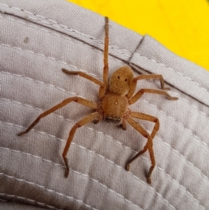 Neosparassus sp. (genus) at Penrose, NSW - suppressed