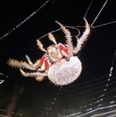 Hortophora sp. (genus) (Garden orb weaver) at Namarag NR - 8 Feb 2024 by SteveBorkowskis