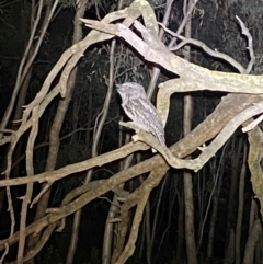 Podargus strigoides (Tawny Frogmouth) at Piney Ridge - 8 Feb 2024 by SteveBorkowskis