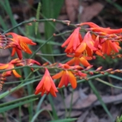 Crocosmia x crocosmiiflora (Montbretia) at Wingecarribee Local Government Area - 11 Jan 2024 by JanHartog