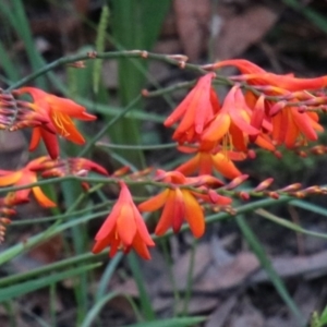 Crocosmia x crocosmiiflora at Alpine - 11 Jan 2024 11:50 AM