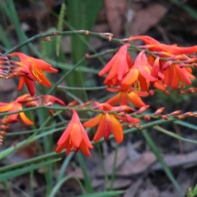 Crocosmia x crocosmiiflora (Montbretia) at Alpine - 11 Jan 2024 by JanHartog