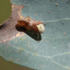 Brunotartessus fulvus (Yellow-headed Leafhopper) at Higgins, ACT - 8 Feb 2024 by Trevor