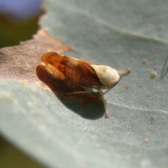 Brunotartessus fulvus at Higgins Woodland - 8 Feb 2024