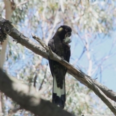 Zanda funerea (Yellow-tailed Black-Cockatoo) at Alpine - 12 Jan 2024 by JanHartog