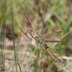 Acrida conica (Giant green slantface) at Higgins Woodland - 8 Feb 2024 by MichaelWenke