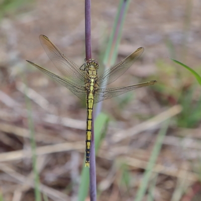 Orthetrum caledonicum (Blue Skimmer) at Higgins, ACT - 8 Feb 2024 by Trevor